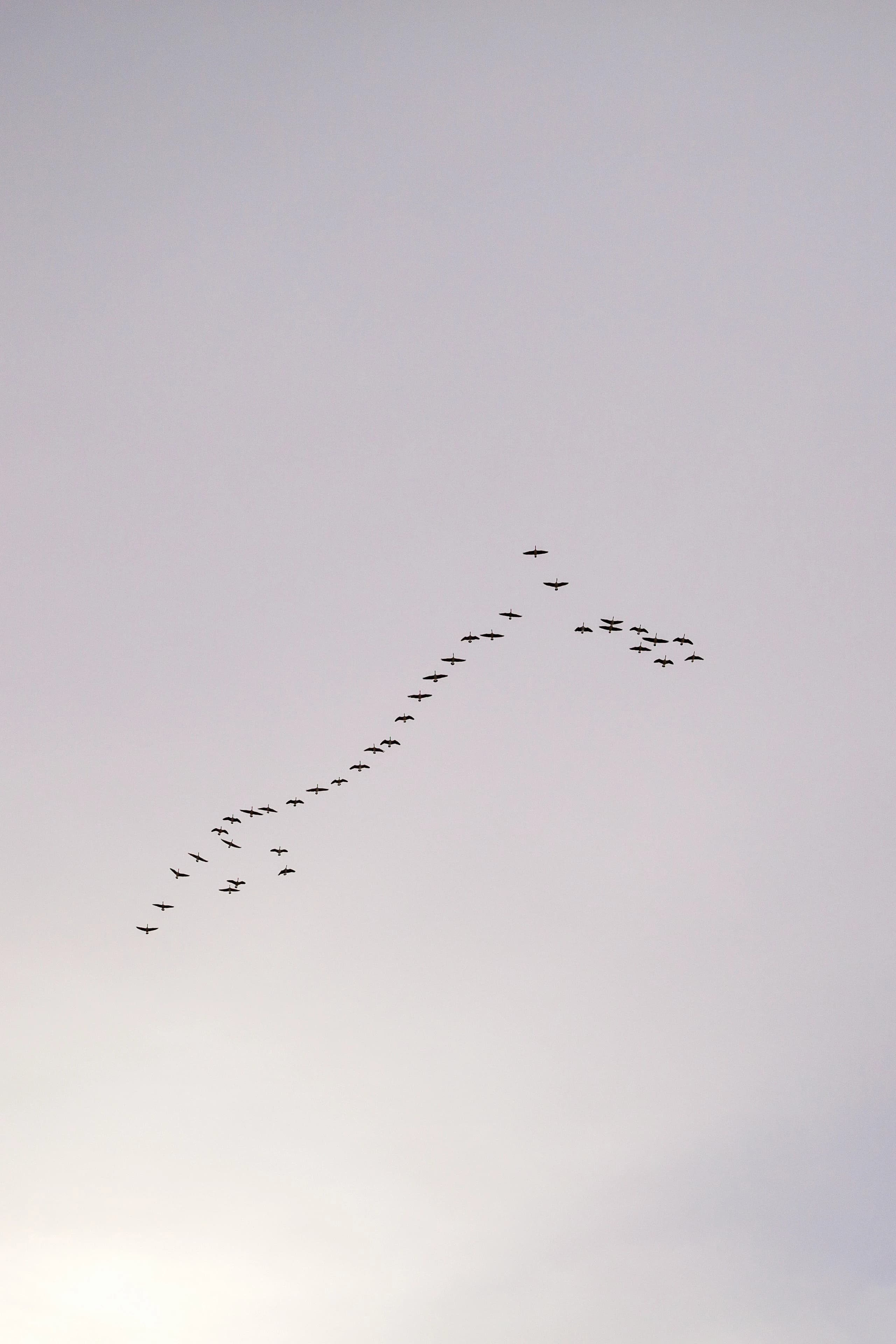 Silhouettes of migrating birds flying in a curved V formation across a pale sky.