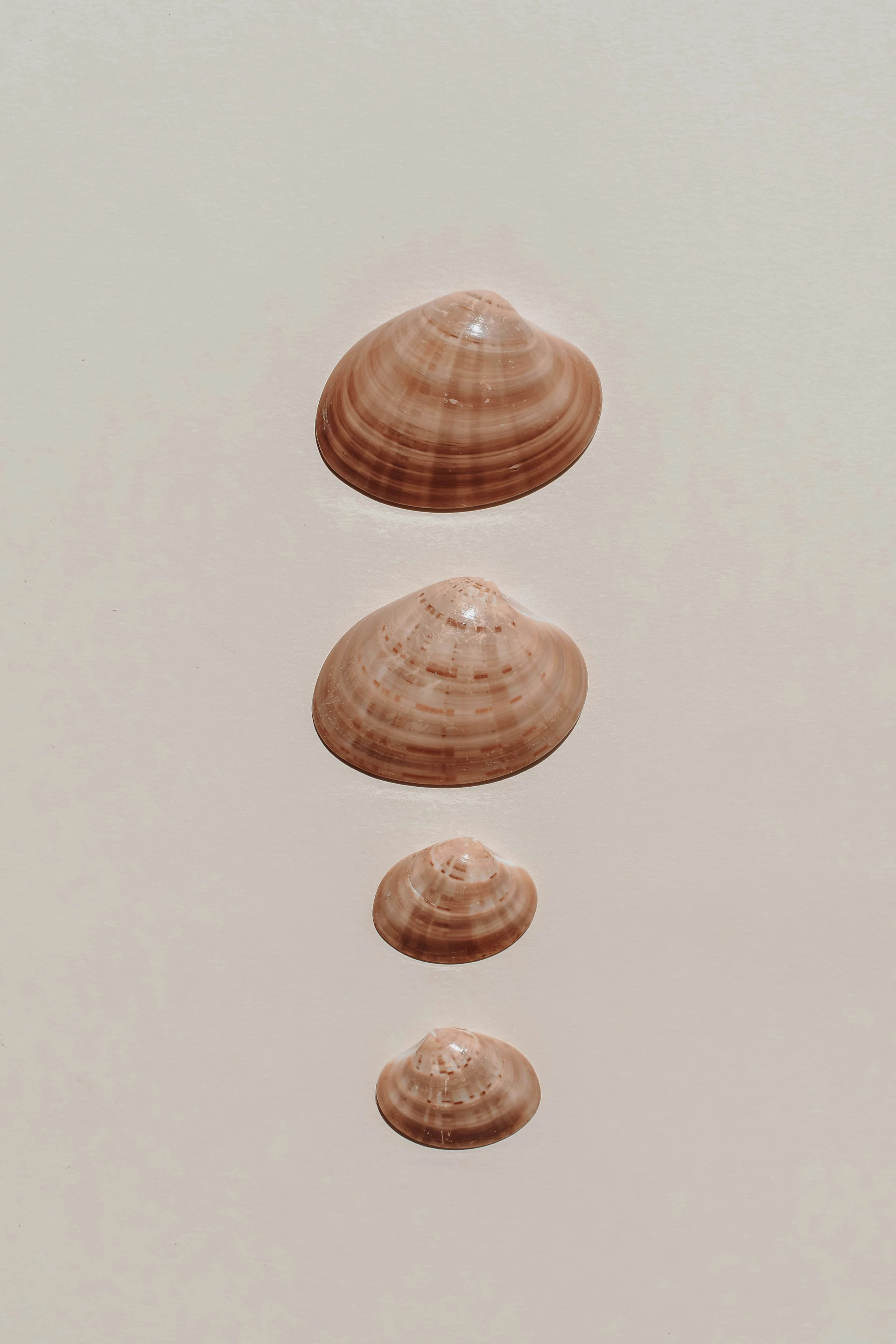Four pink-and-brown seashells arranged from largest to smallest on a cream background.